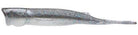 Pop Shad 4" Smoky Shad - Xotic Camo & Fishing Gear -